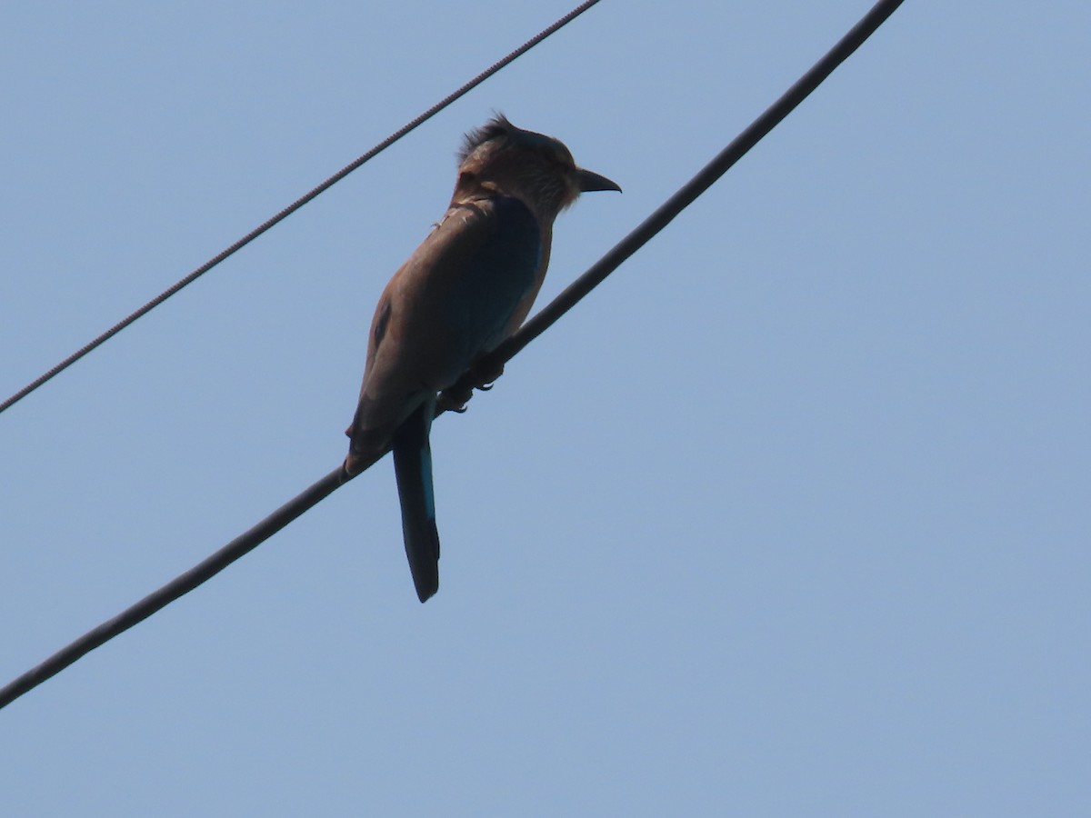 Indian Roller - ML643412589
