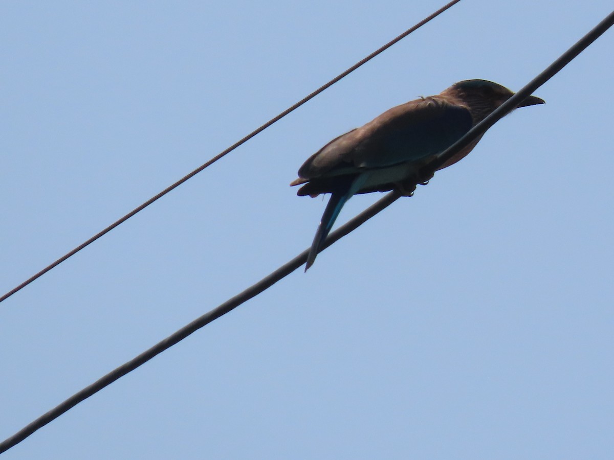 Indian Roller - ML643412593