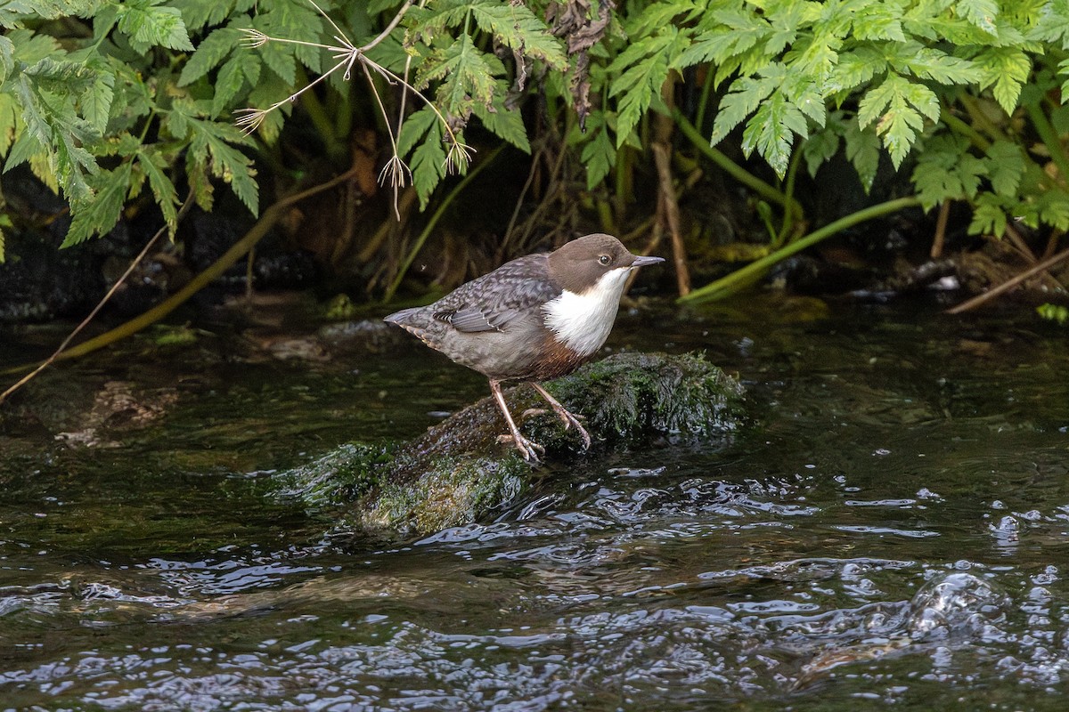 White-throated Dipper - ML643412620
