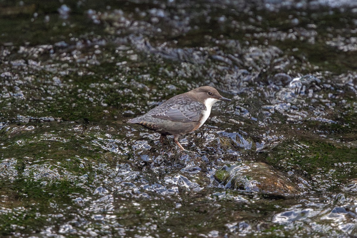 White-throated Dipper - ML643412621