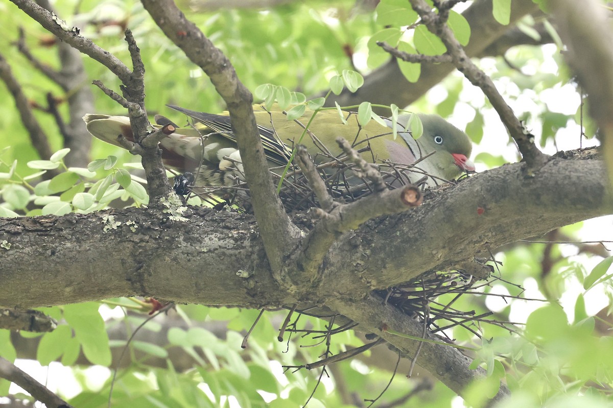 African Green-Pigeon - ML643412624