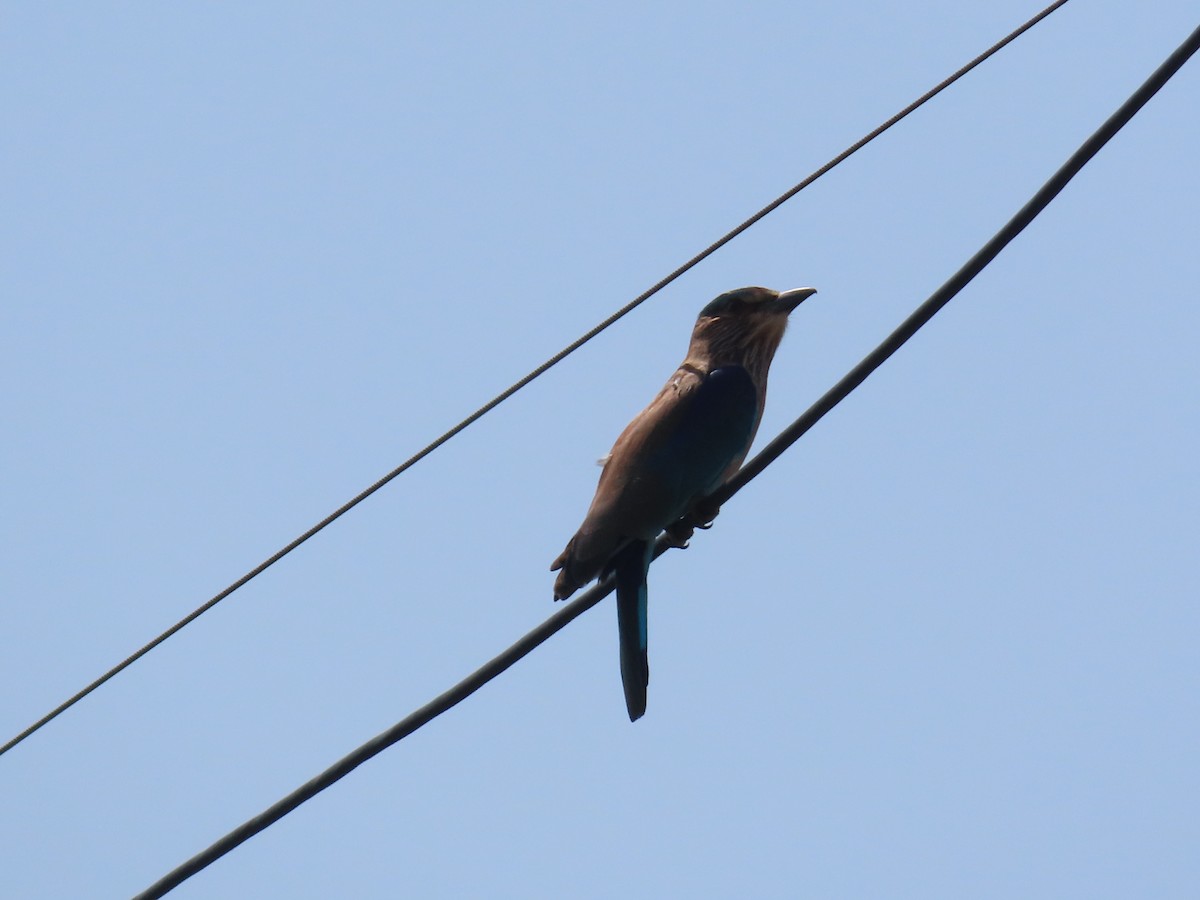Indian Roller - ML643412625