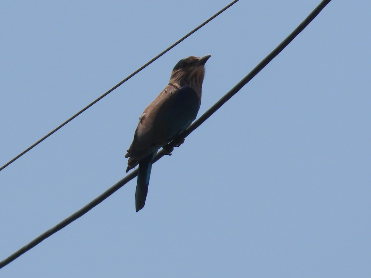 Indian Roller - ML643412627