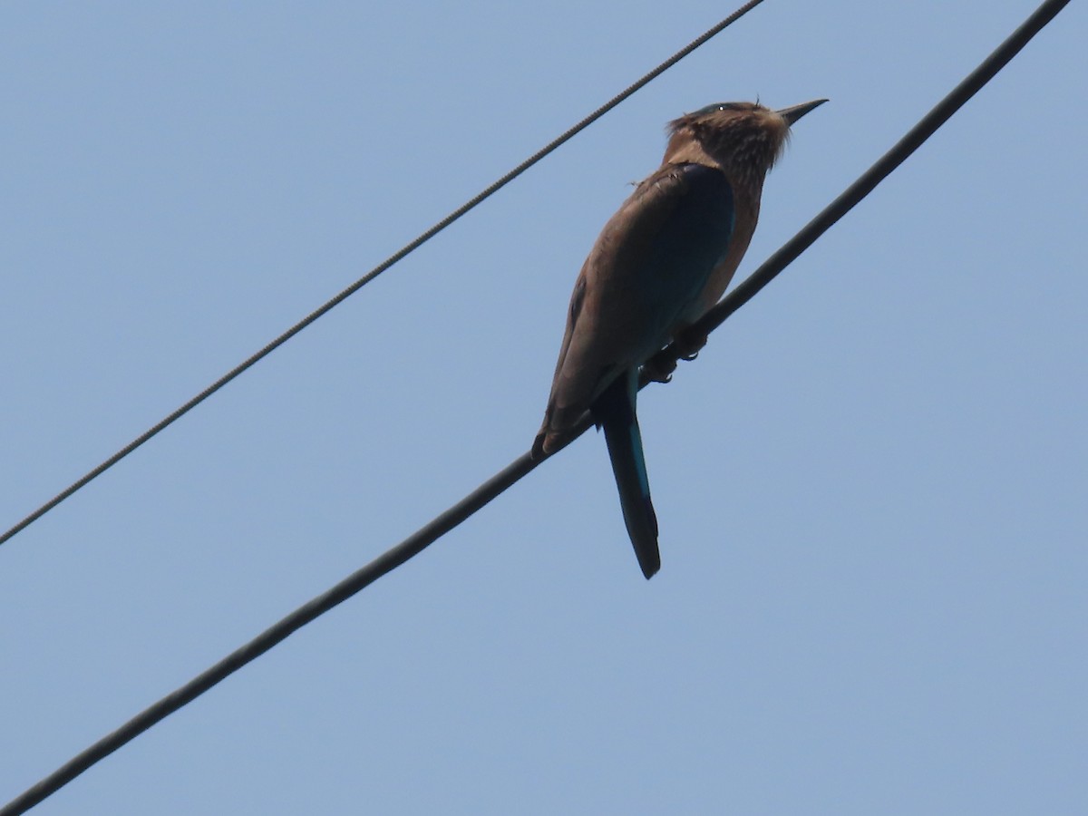 Indian Roller - ML643412630
