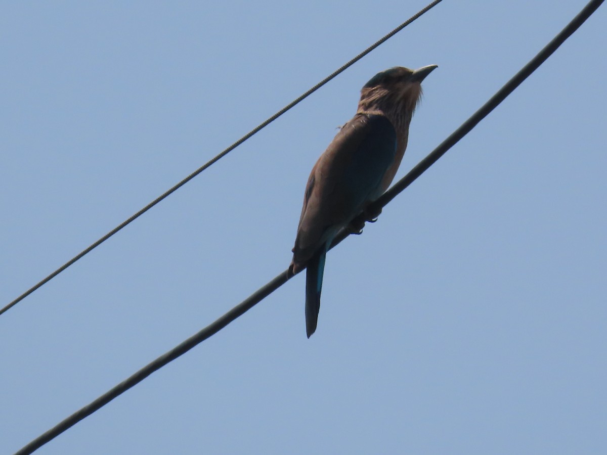 Indian Roller - ML643412631