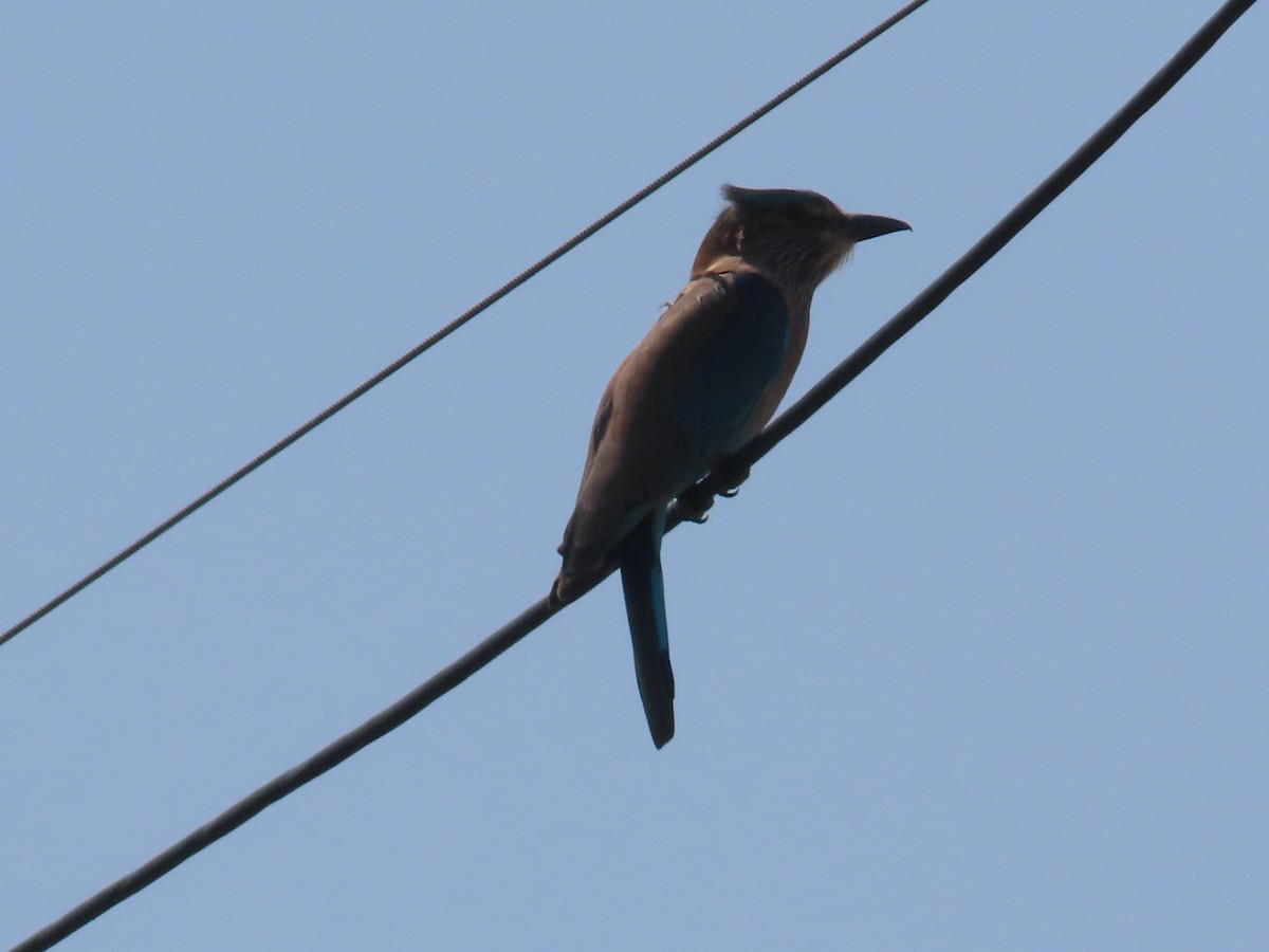 Indian Roller - ML643412632