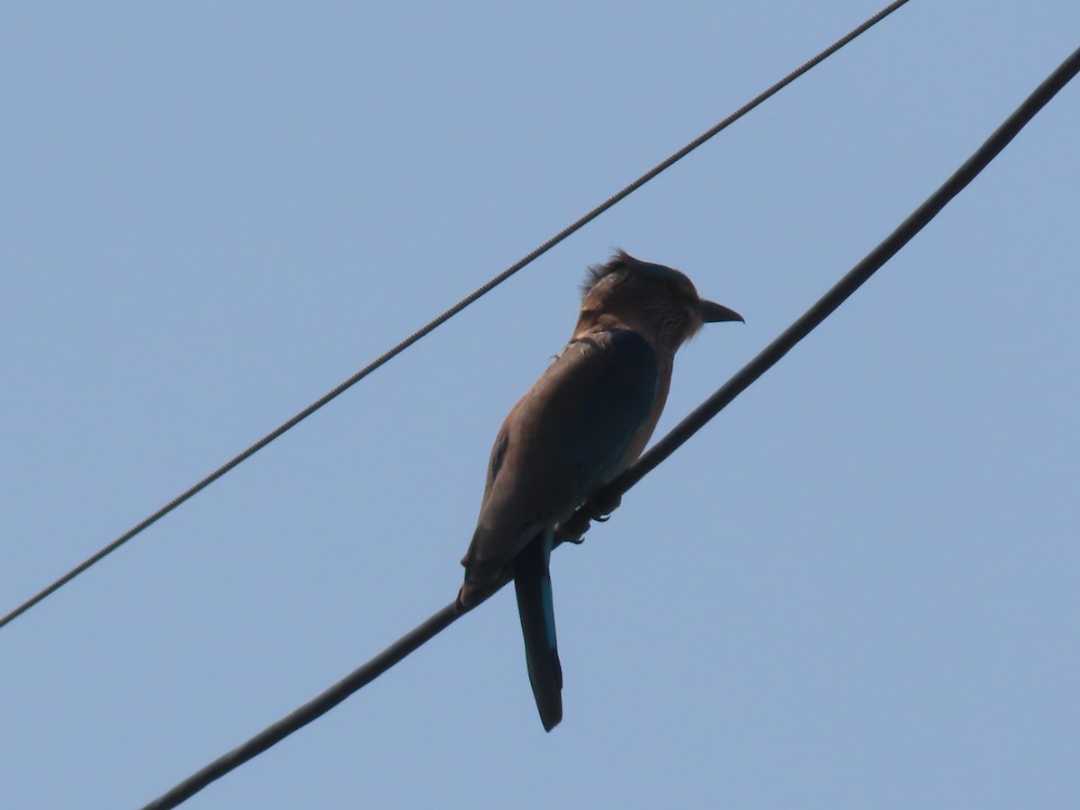 Indian Roller - ML643412634