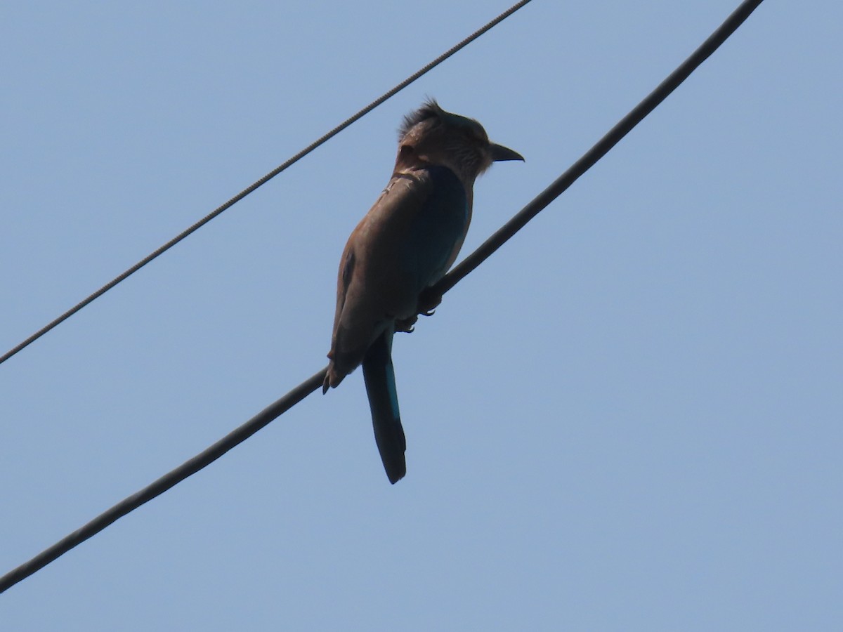 Indian Roller - ML643412636