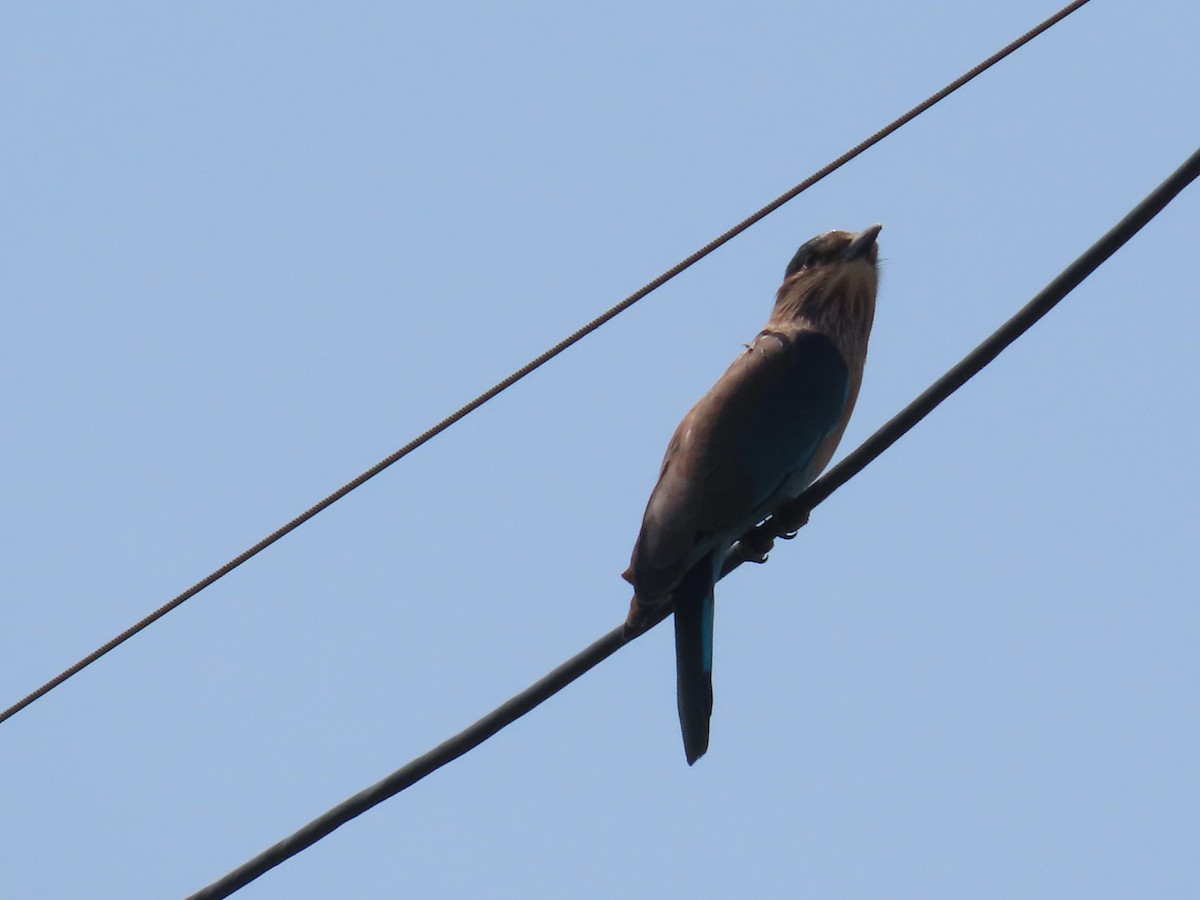 Indian Roller - ML643412637
