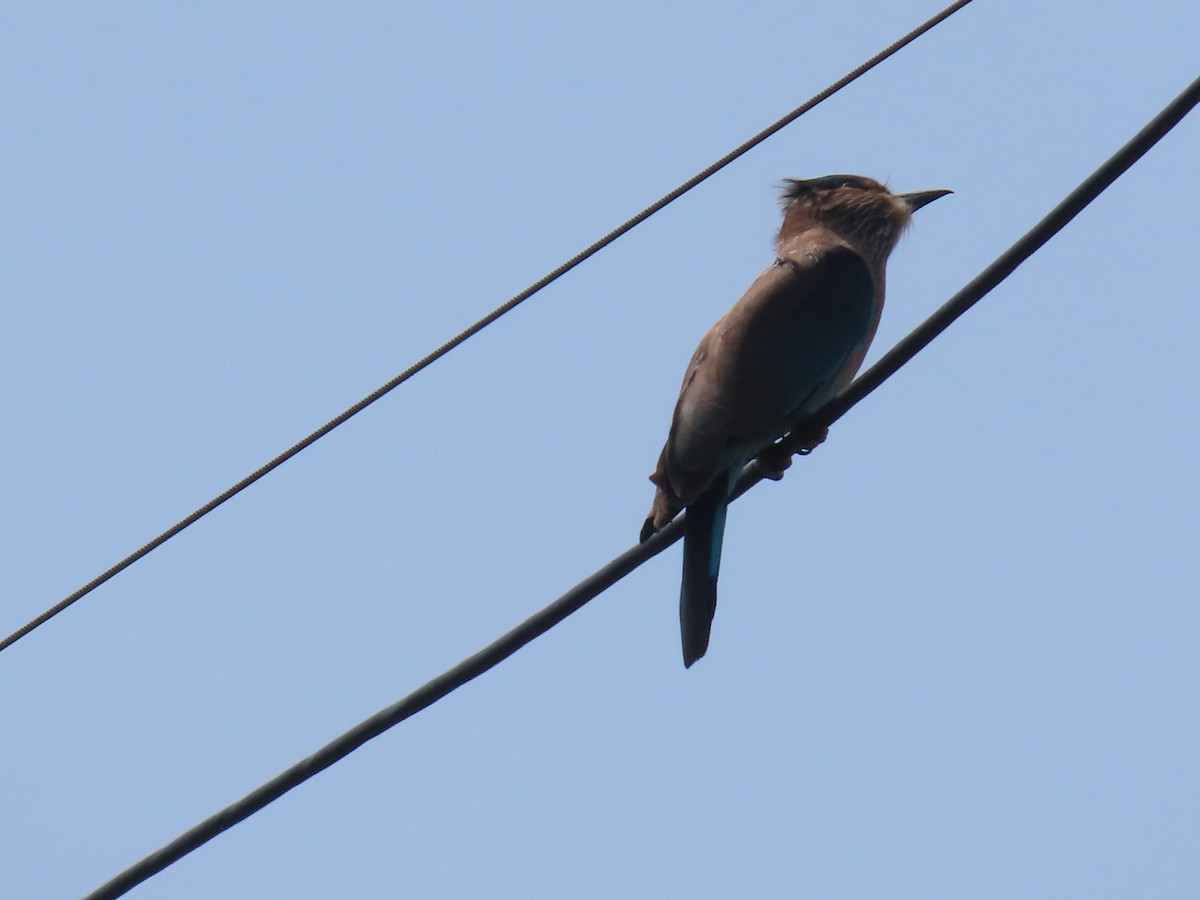 Indian Roller - ML643412639
