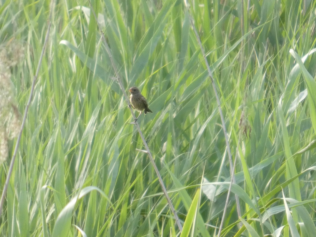 Rock Sparrow - ML643412643