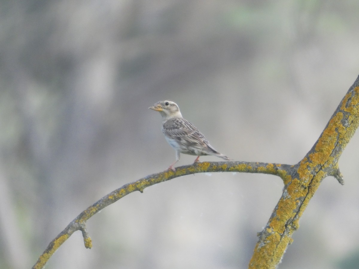 Rock Sparrow - ML643412650