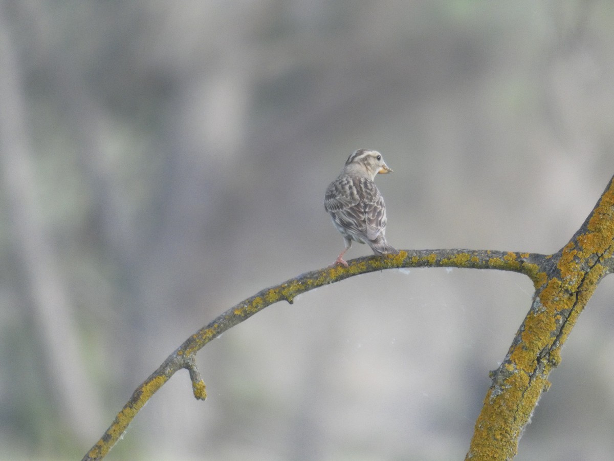 Rock Sparrow - ML643412656