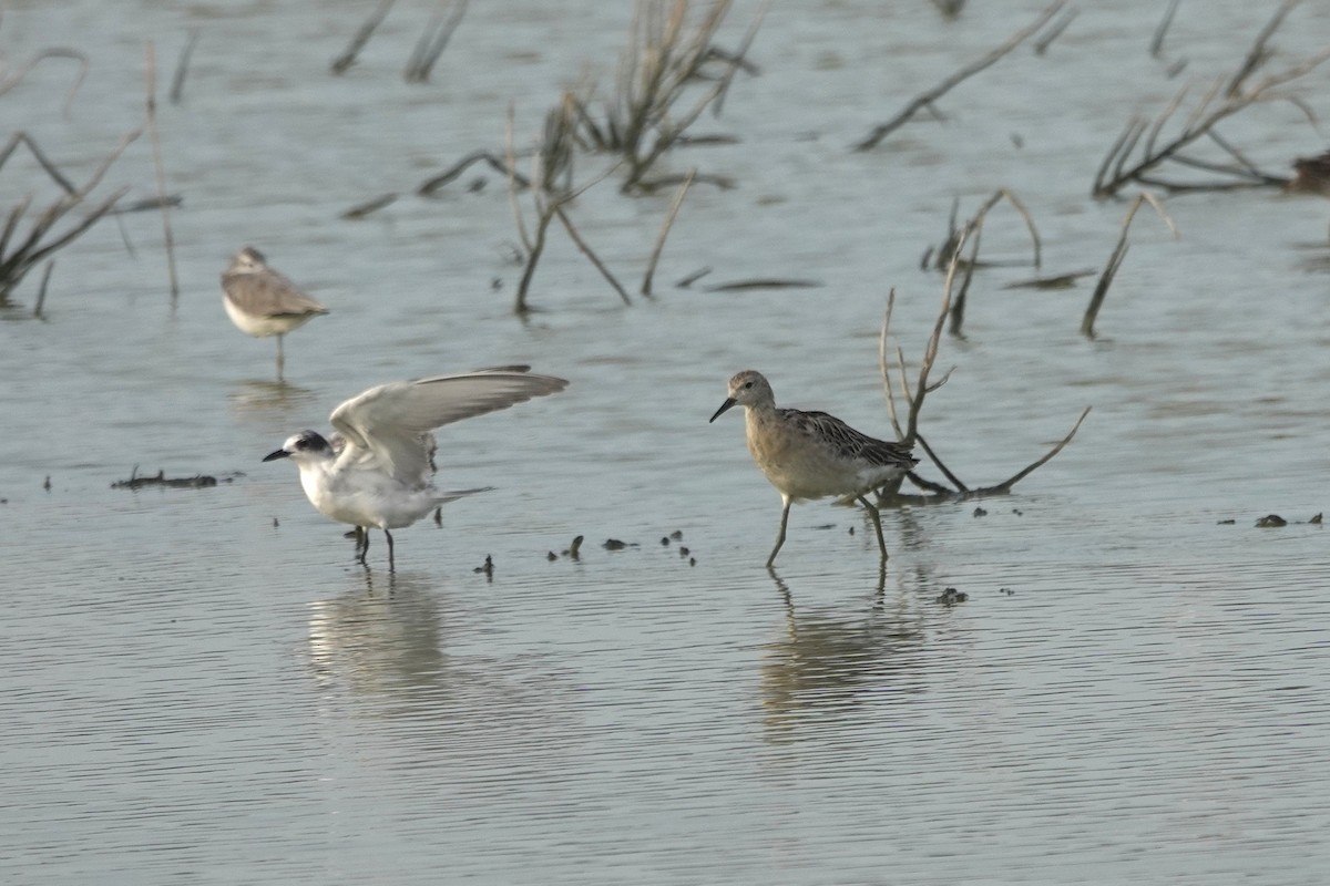 Ruff - ML643412664