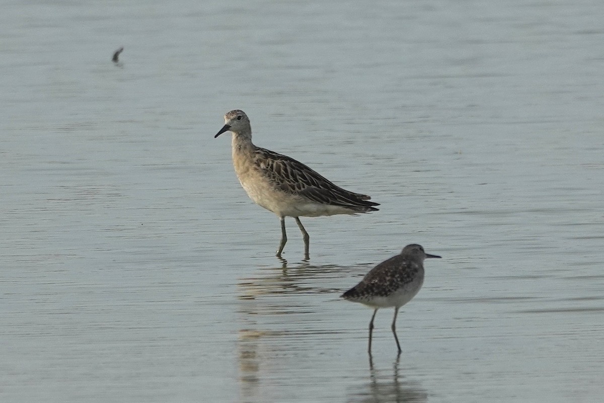 Ruff - ML643412665