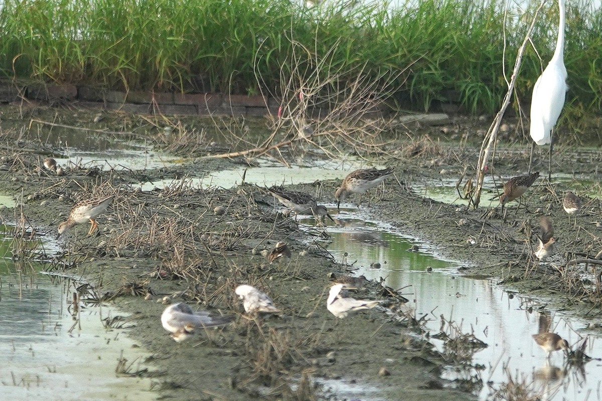 Ruff - ML643412667