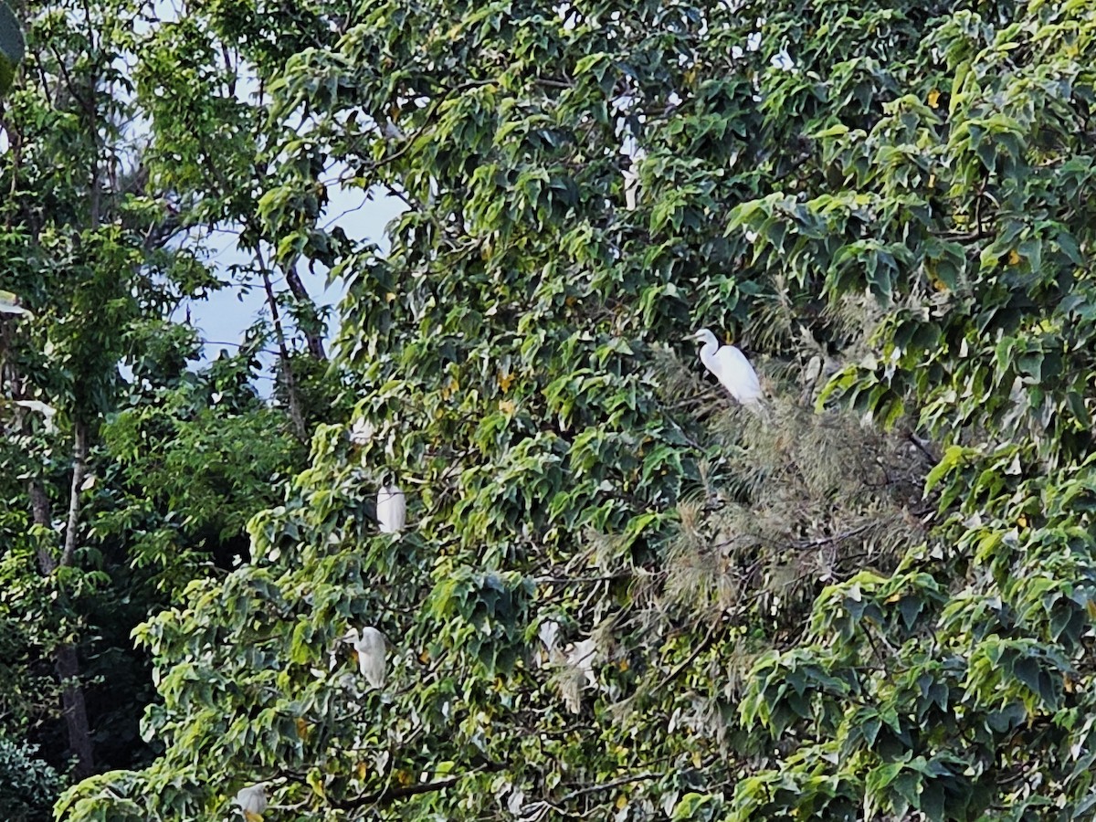 Little Egret - ML643412669
