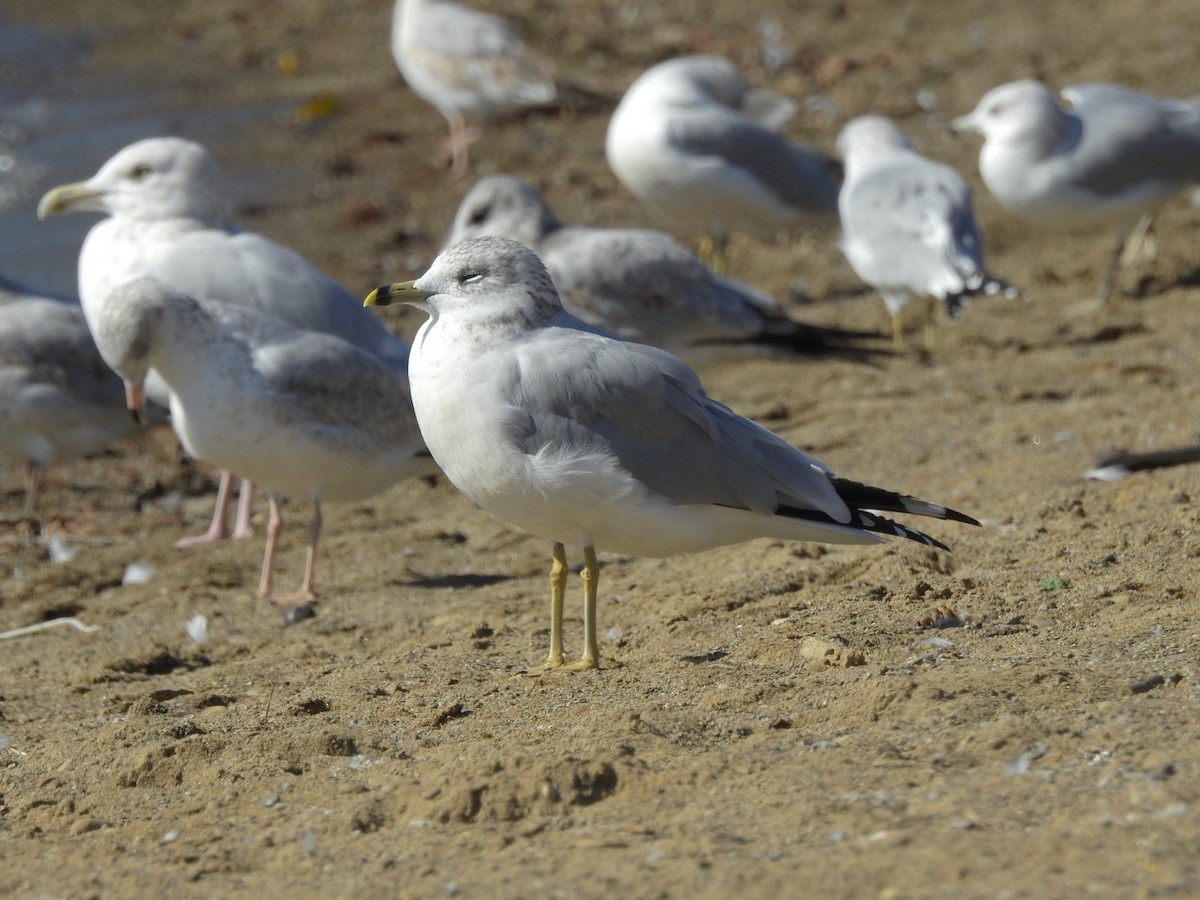 Ring-billed Gull - ML643412670