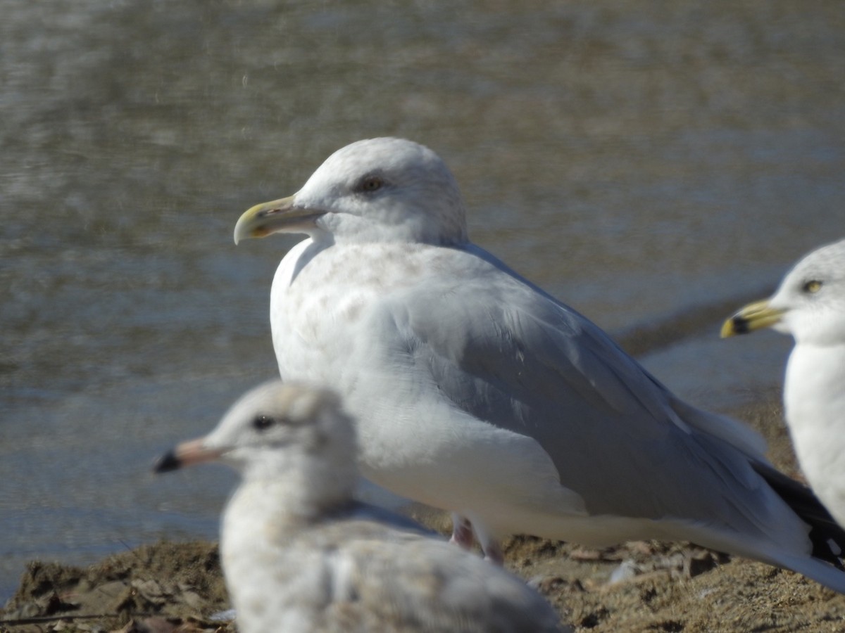 American Herring Gull - ML643412672