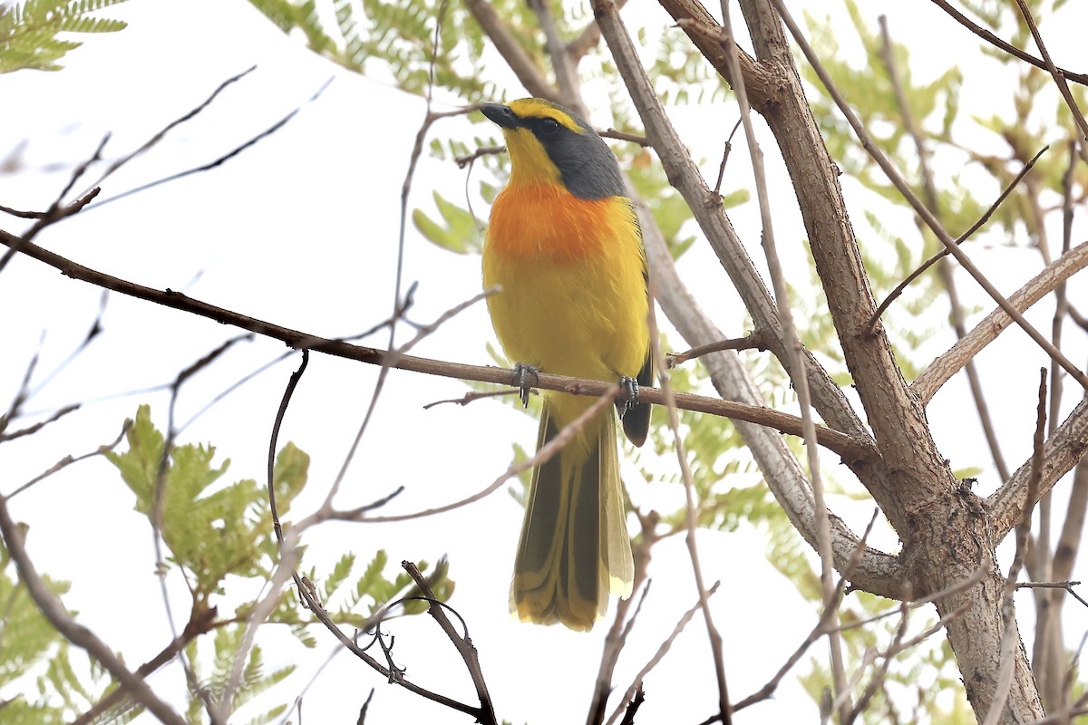 Sulphur-breasted Bushshrike - ML643412675