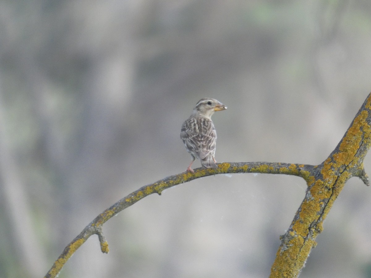 Rock Sparrow - ML643412681