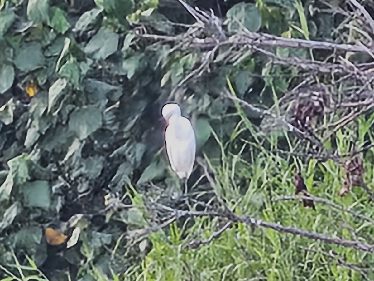 Eastern Cattle-Egret - ML643412705