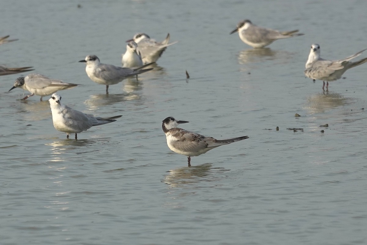 Whiskered Tern - ML643412709