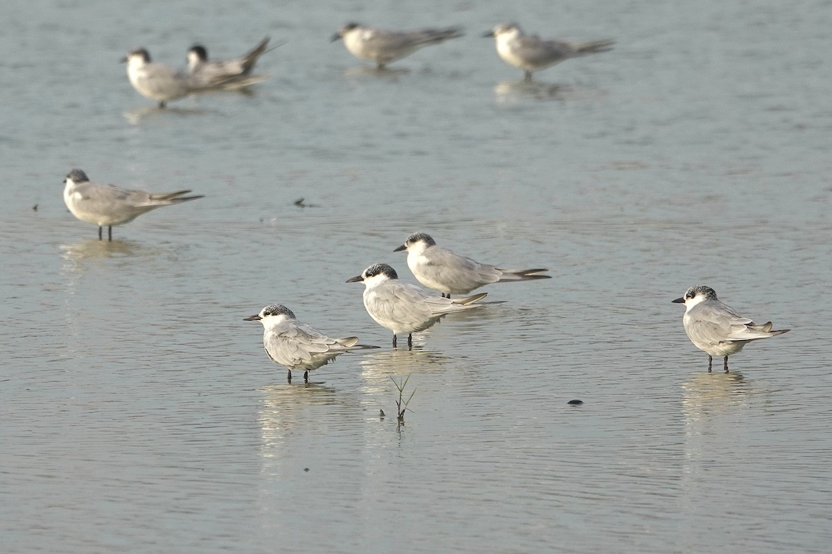 Whiskered Tern - ML643412710