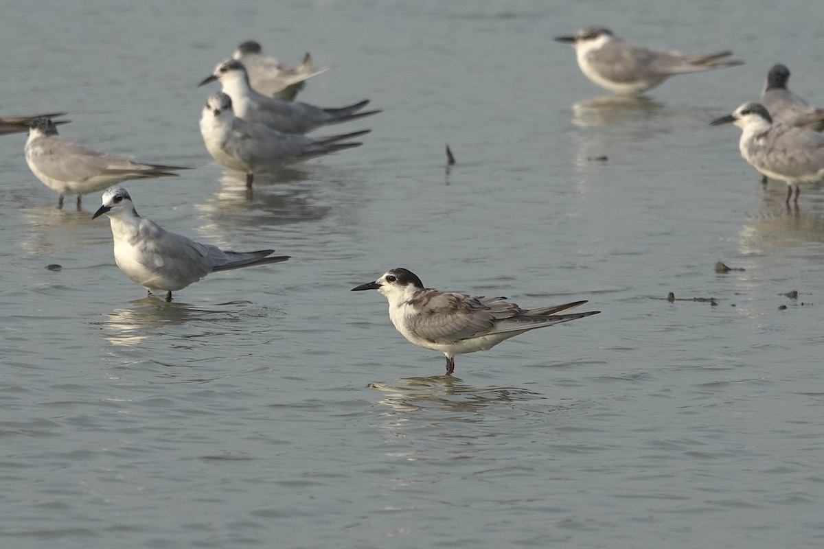 Whiskered Tern - ML643412711