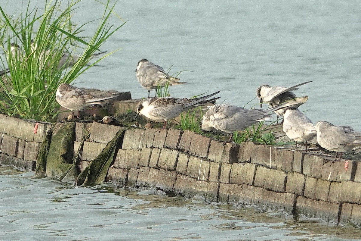 Whiskered Tern - ML643412712