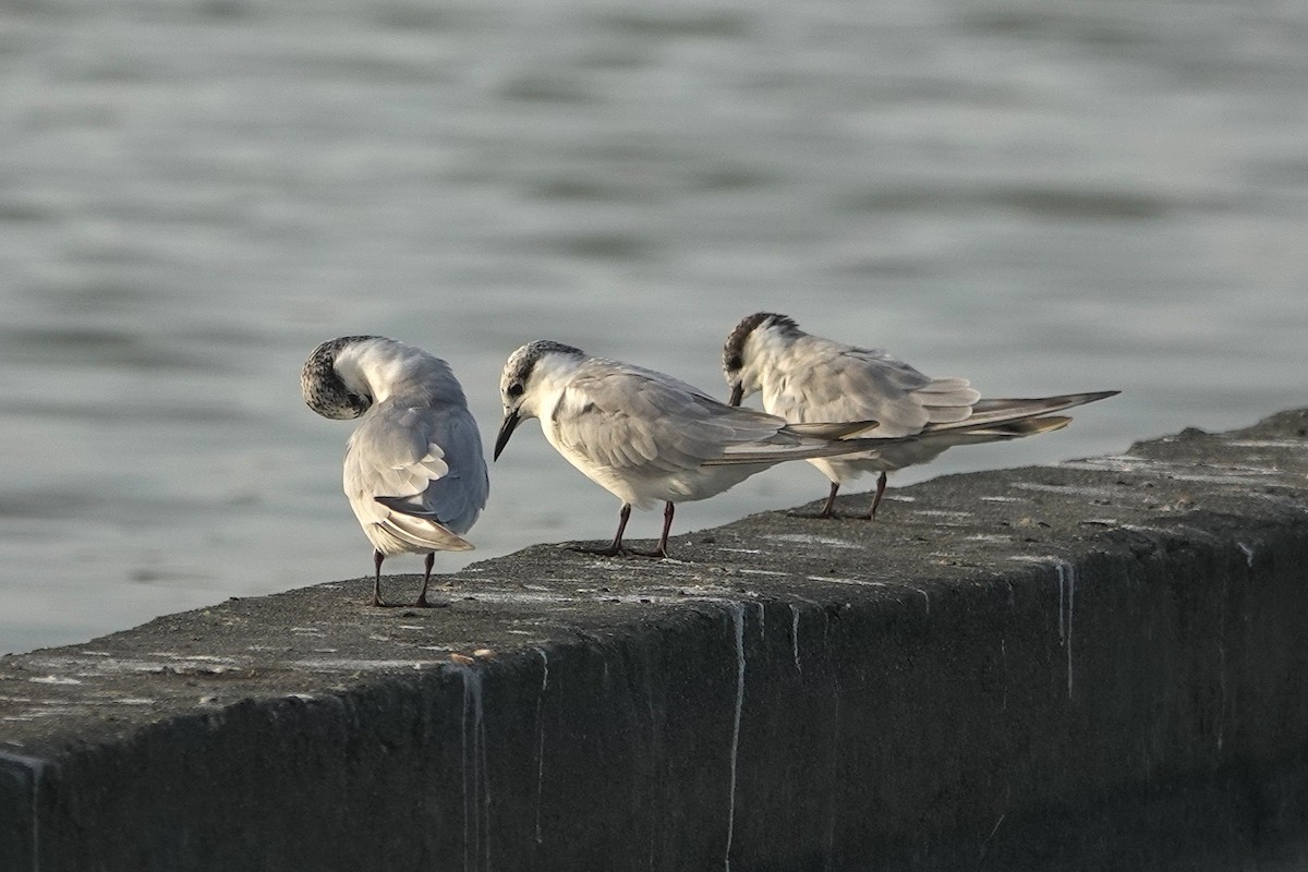 Whiskered Tern - ML643412713