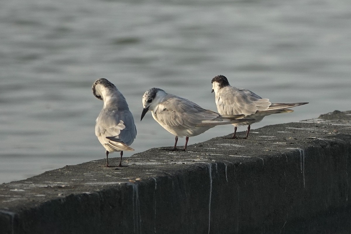 Whiskered Tern - ML643412714