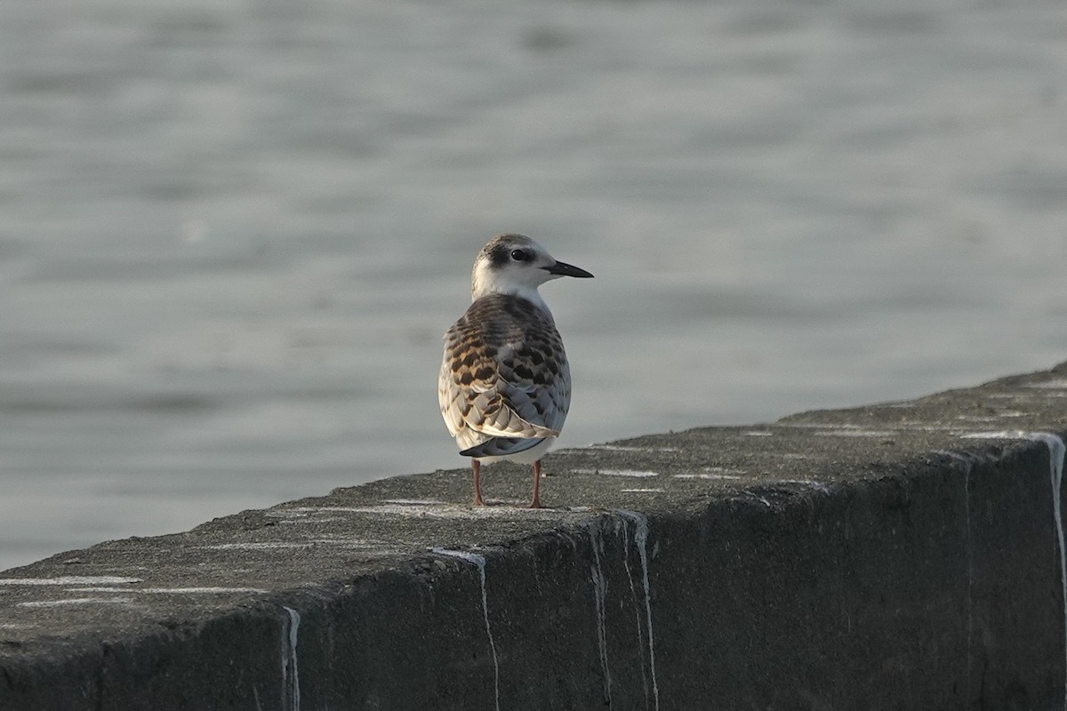 Whiskered Tern - ML643412715