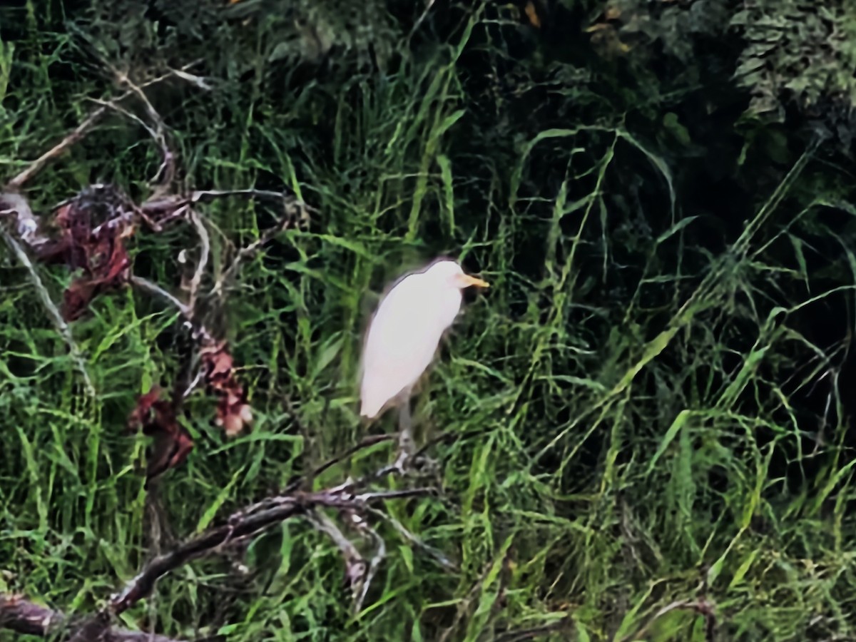 Eastern Cattle-Egret - ML643412717