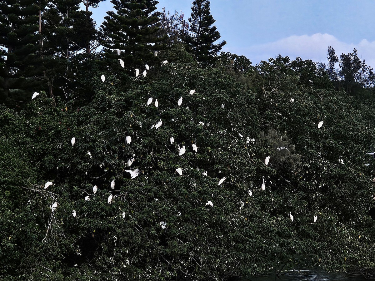 Eastern Cattle-Egret - ML643412719
