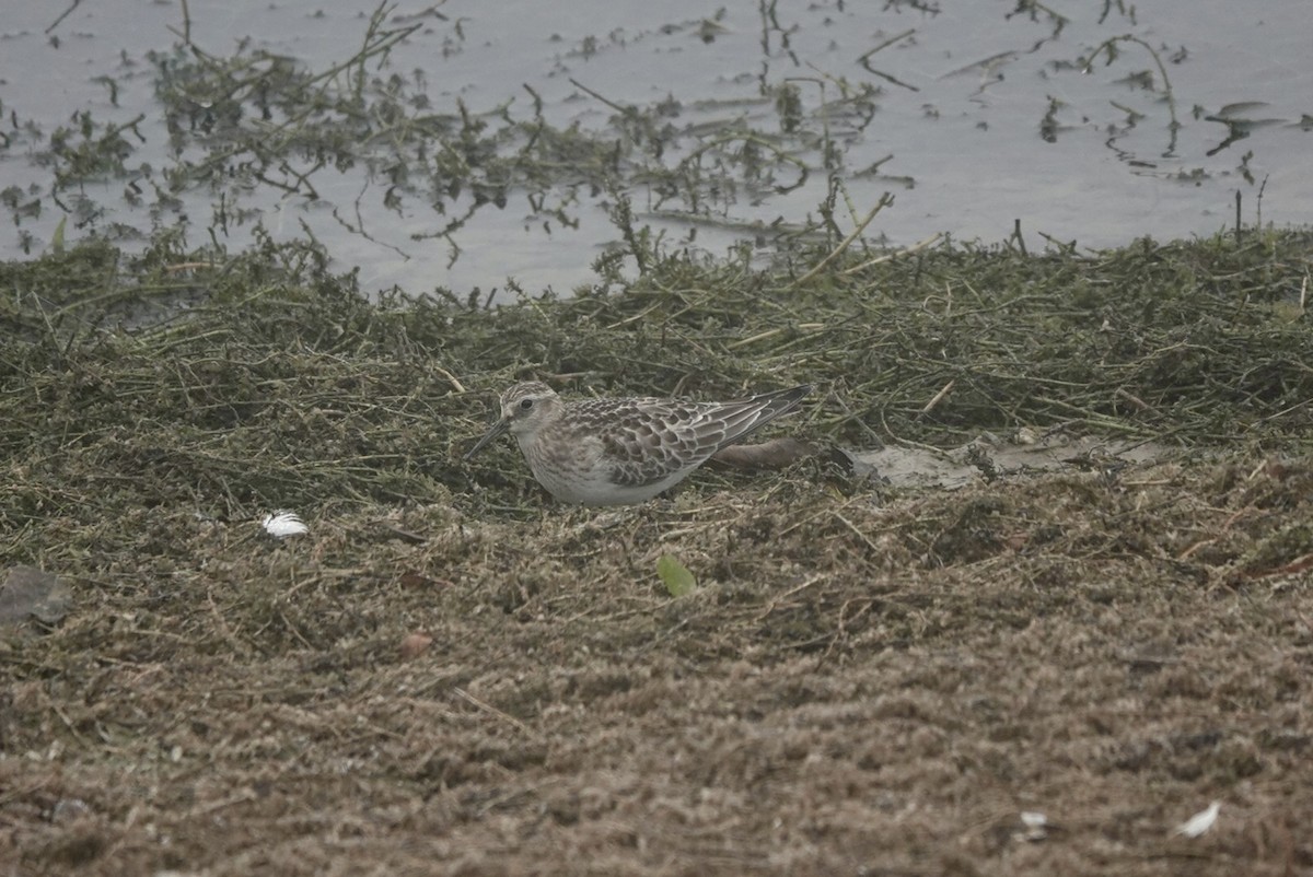 Baird's Sandpiper - ML643412721