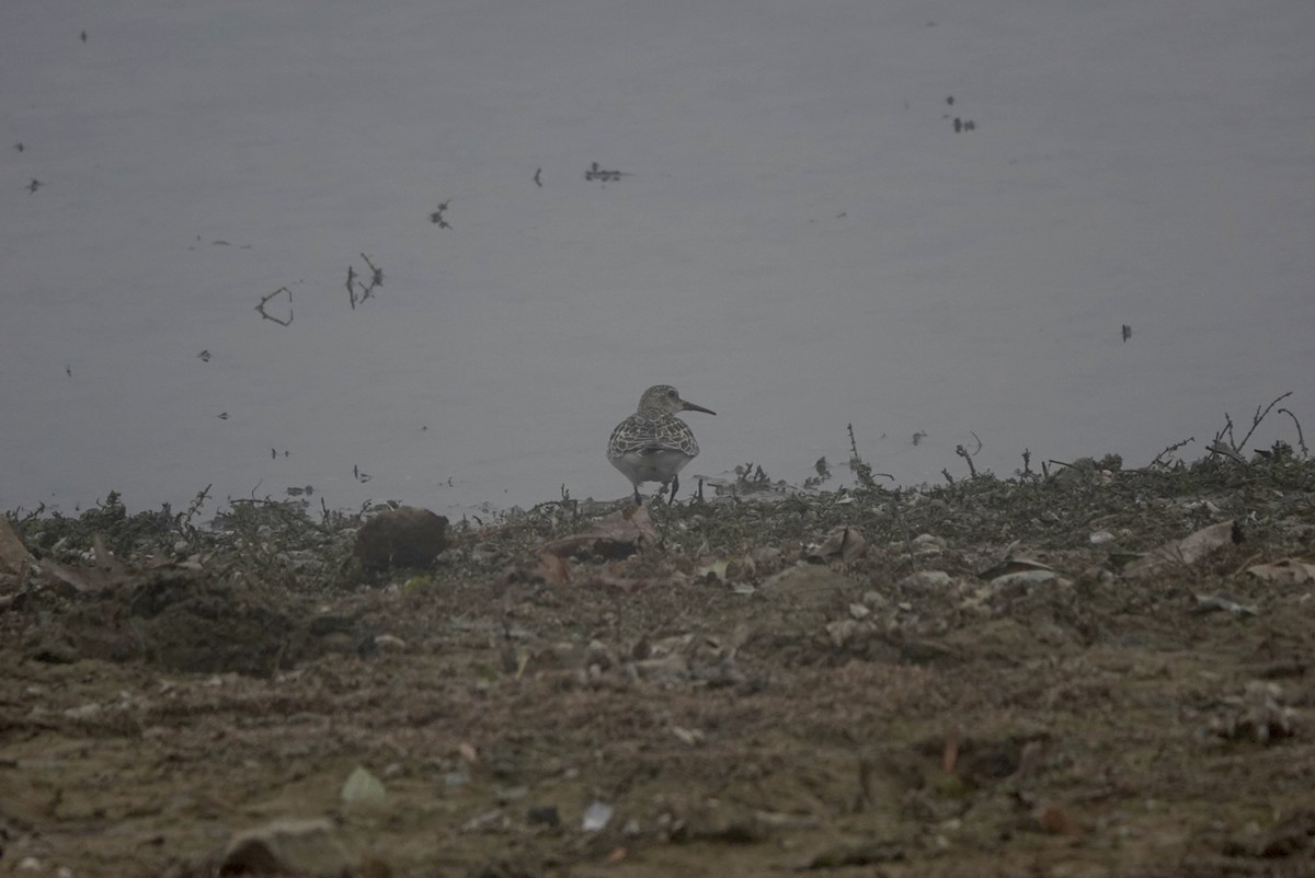 Baird's Sandpiper - ML643412722