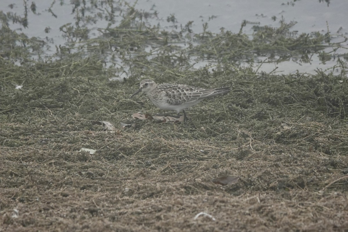 Baird's Sandpiper - ML643412723