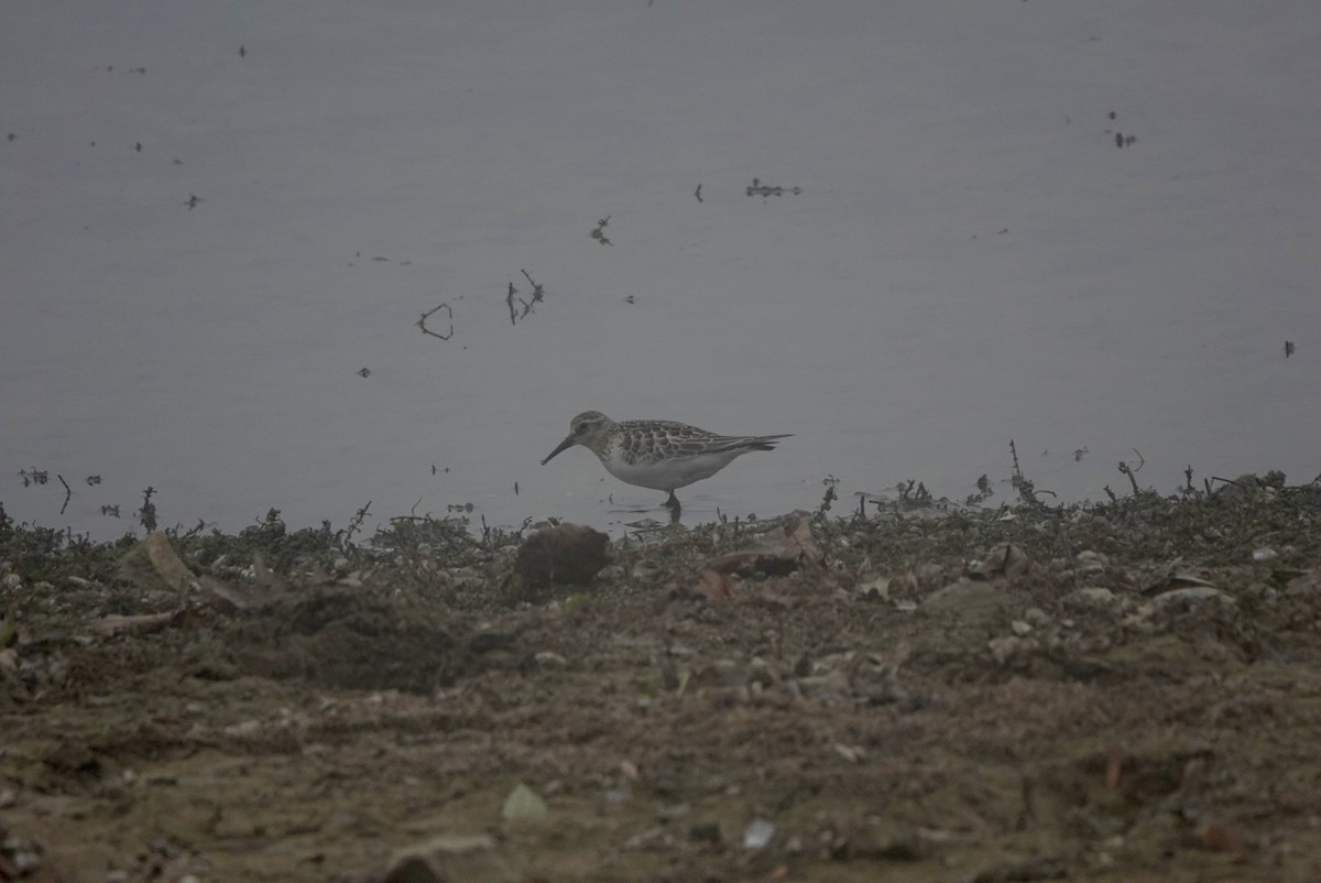 Baird's Sandpiper - ML643412724