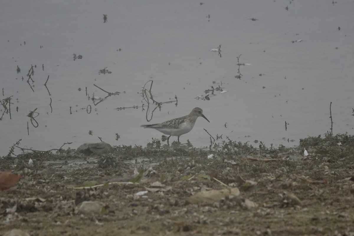 Baird's Sandpiper - ML643412725