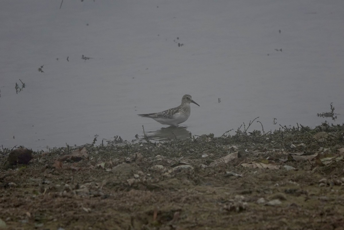 Baird's Sandpiper - ML643412726