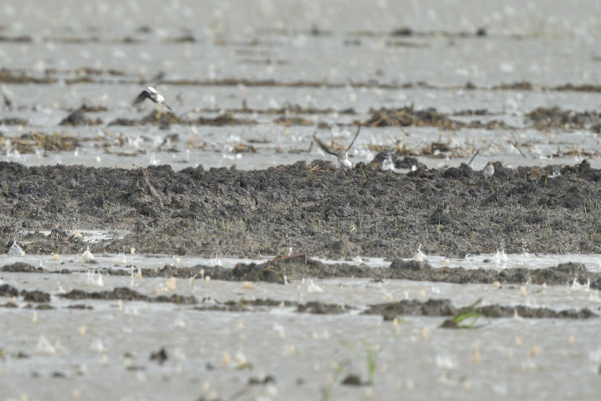 Long-toed Stint - ML643412735