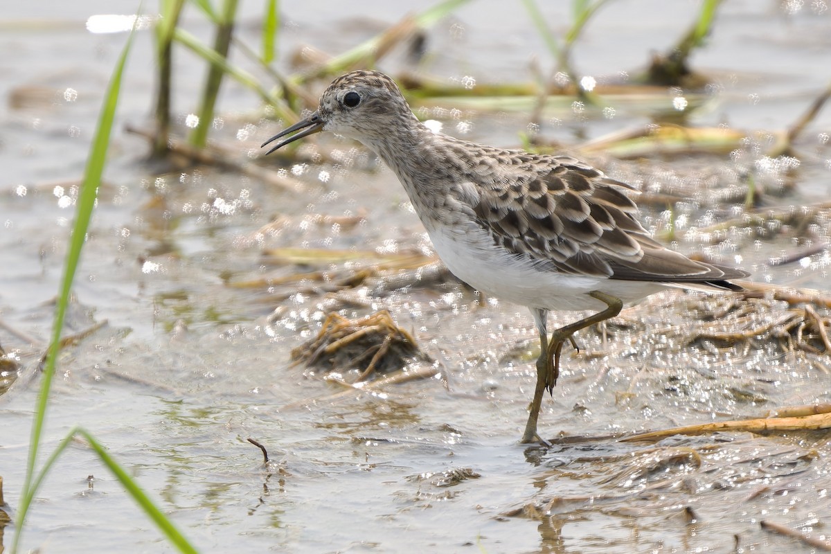 Long-toed Stint - ML643412737