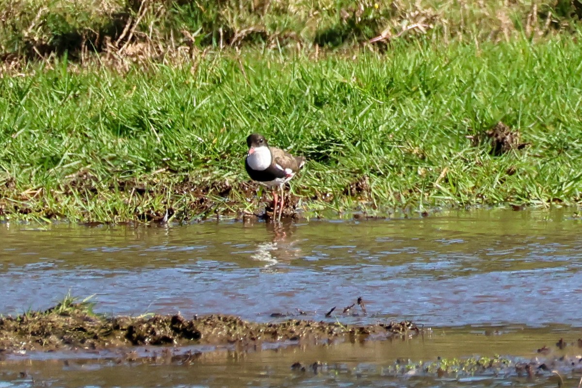 Red-kneed Dotterel - ML643412740