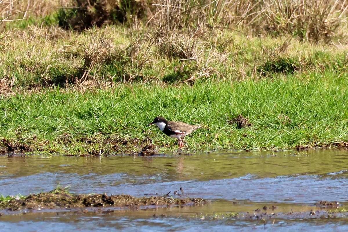Red-kneed Dotterel - ML643412741