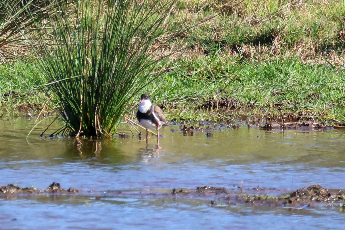 Red-kneed Dotterel - ML643412742