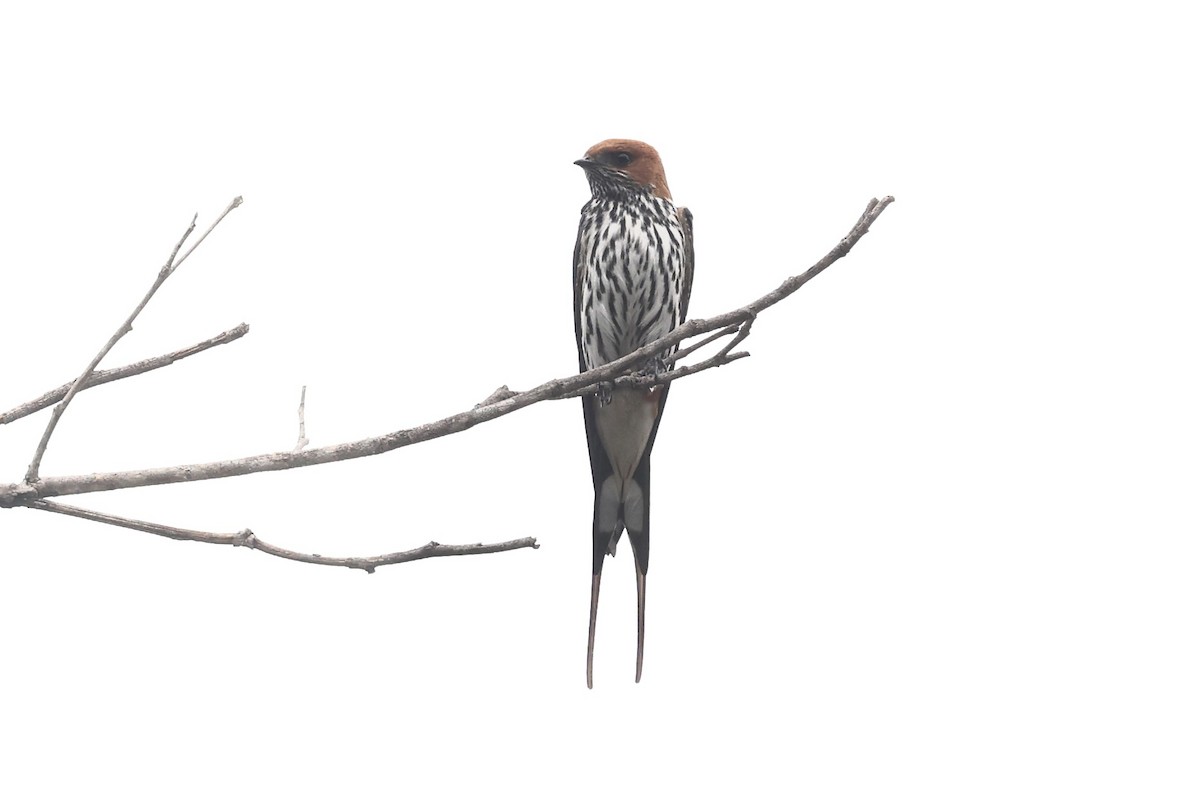 Lesser Striped Swallow - ML643412746