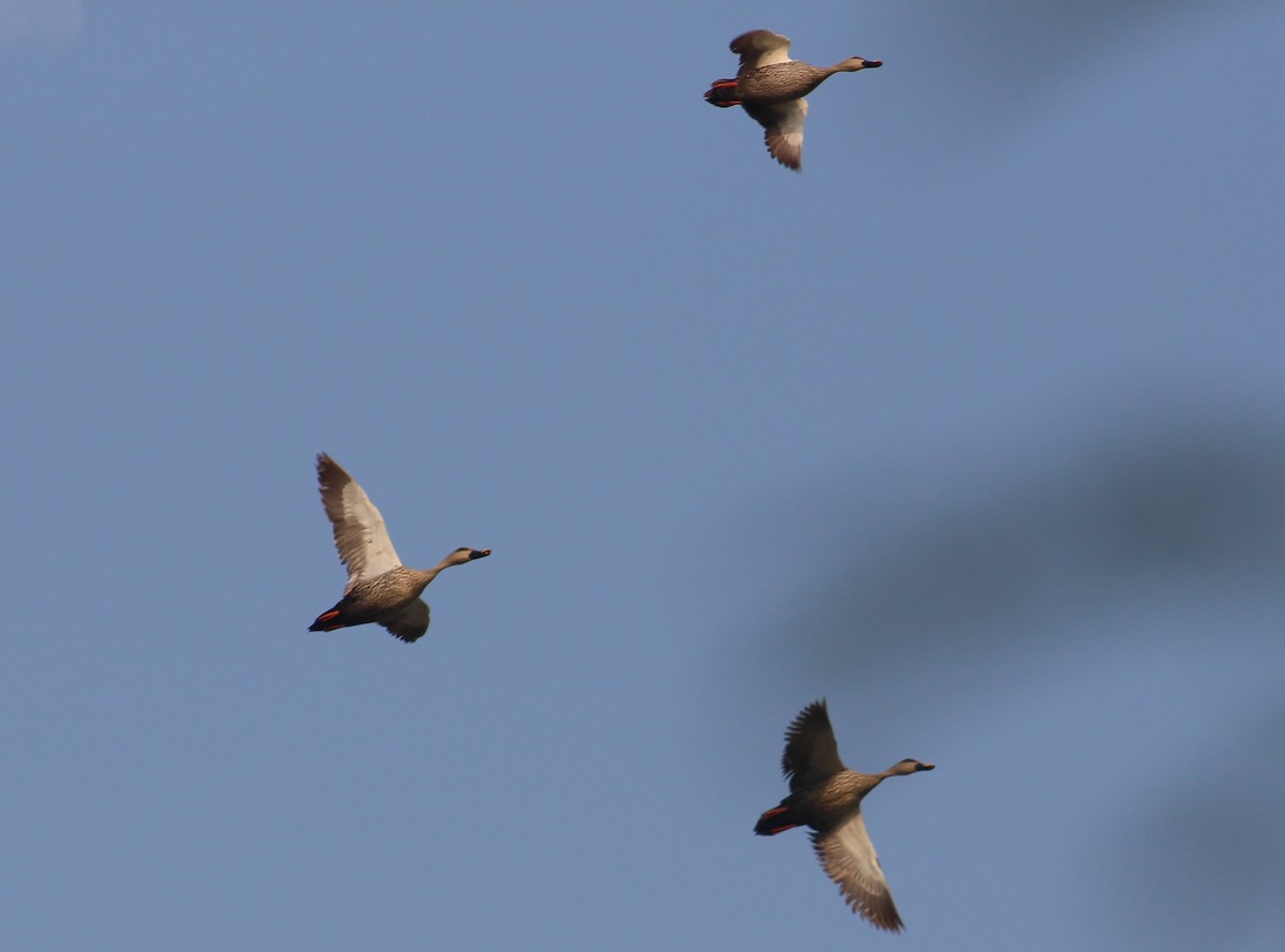 Indian Spot-billed Duck - ML643412749