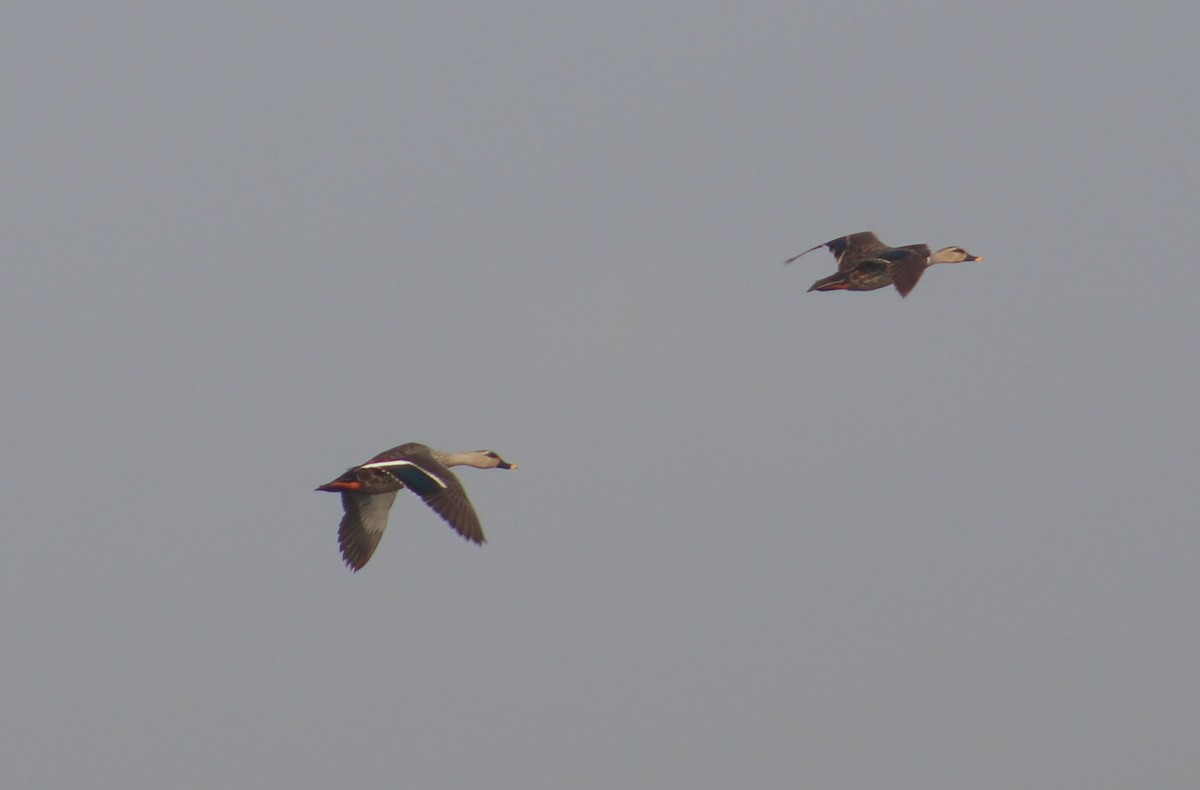 Indian Spot-billed Duck - ML643412756