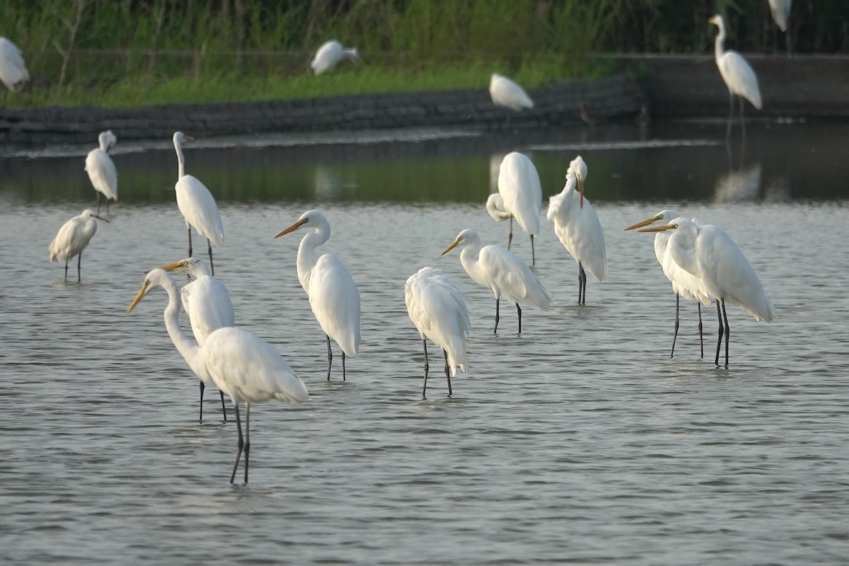 Great Egret - ML643412785